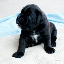 Boxer Puppies from Dizara Boxers