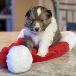 Star - Shetland Sheepdog puppy from Kochar Shelties