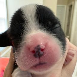 Boy 3 - Black and white male Cavalier King Charles Spaniel puppy in Melbourne, Florida from Majestic Cavaliers of Melbourne FL