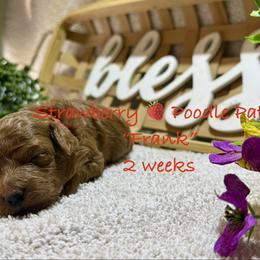 Frank - Red  male Poodle puppy in Boyes, Montana from Strawberry Poodle Patch