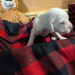 Male 1 - Orange belton male English Setter puppy in Holly, Michigan from Roos Farms English Setters