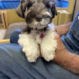 Miniature Schnauzer Puppies from Circle R Ranch