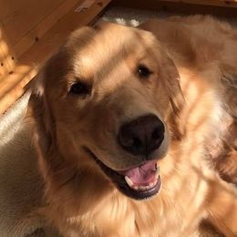 Golden Retrievers from Sky Harbor Goldens