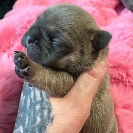 Versace - Blue fawn female French Bulldog puppy in Hemlock, Michigan from Top Billin' Frenchies, LLC
