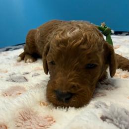 Green - Red  male Poodle puppy in Mauston, Wisconsin from Quiverfull Acres