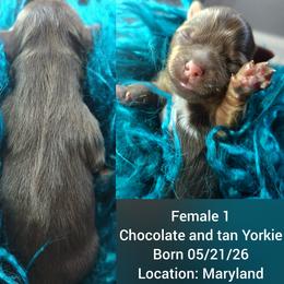 Girl 1 - female Yorkshire Terrier puppy in Waldorf, Maryland from Bitter Sweet Yorkies