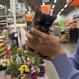 Tiny Tim - Black and tan male Yorkshire Terrier puppy in Illinois from Pretty Little Yorkies