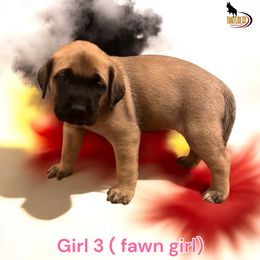 Mastiff Puppies from FrontlineK9 Boarding & Training LLC