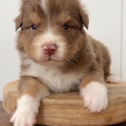 Kai - Red tri-color male Australian Shepherd puppy in Kearney, Nebraska from Helix Aussies