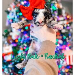 Rachel - Merle female Sheepadoodle puppy in Republic, Missouri from DOOD & Co