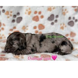 Oatmeal raisin - Dapple female Dachshund puppy in New Mexico from Long Dog Ranch