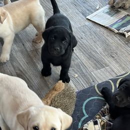 Labrador Retriever Puppies from Bellvale Labradors
