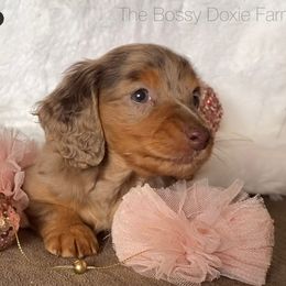 Dachshund and Miniature Schnauzer Puppies from The Bossy Doxie Farm