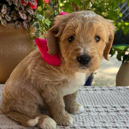 Hydrangea - Cream female Goldendoodle puppy in The Woodlands, Texas from Gracie's Goldendoodles and Bernedoodles