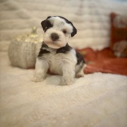 Ricky - Parti male Miniature Schnauzer puppy in Yorktown, Texas from Snanzzy Minature Schnauzers