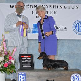 Dachshund All Grown Up from Debbie James' Dachshunds