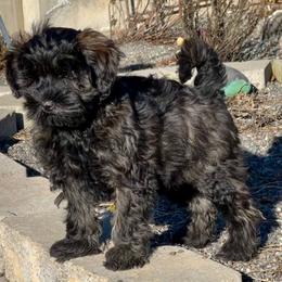 Schnoodle Puppies from Roux's Munchkins