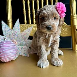 Neoma - Apricot female Goldendoodle puppy in Adolphus, Kentucky from Deerly Poodles
