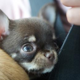 Rocky - Chocolate and white male Chihuahua puppy in Pine Lakes, Florida from Chichianna's Legacy