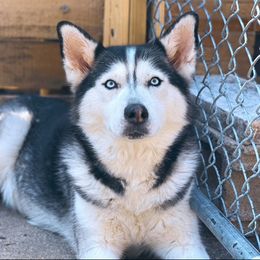 Harper - Siberian Husky