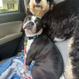 Bernedoodle Puppies from NLB Mini Bernedoodles