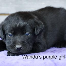 Purple female - Black female Labrador Retriever puppy in Mississippi from Sure Shot English Labs