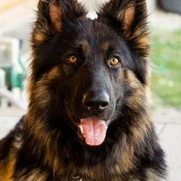 German Shepherds from Valhalla German Shepherds
