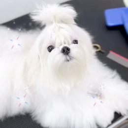 Lotus - Maltese