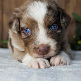 Tie dye collar - Red merle male Australian Shepherd puppy in Coulee City, Washington from Mr and Mrs Doodle Farm