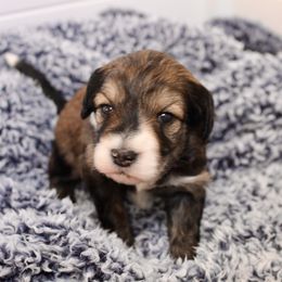 Bernedoodle, Goldendoodle, and Poodle Puppies from Raintree Standard Poodles & Mini Doodles