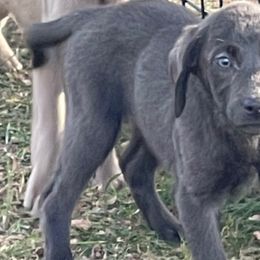 Rainbow - Dilute Retriever puppy from Chickentown Labradors