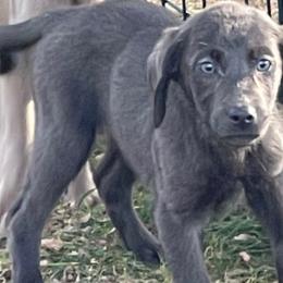 Rainbow - Dilute Retriever puppy from Chickentown Labradors