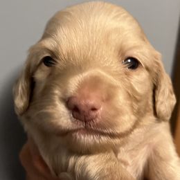 Boy 2 - Cream Dachshund puppy in Blaine, Tennessee from East TN Dachshunds