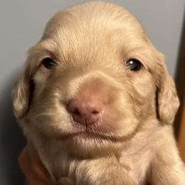 Boy 2 - Cream Dachshund puppy in Blaine, Tennessee from East TN Dachshunds
