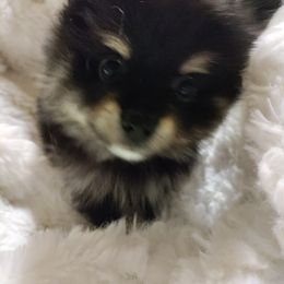 Pomeranian Puppies from Cutie Poms