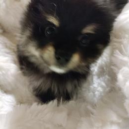 Pomeranian Puppies from Cutie Poms