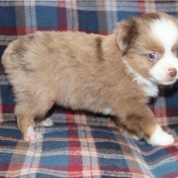 Small Toy Red Merle Male - Red merle male Toy Australian Shepherd puppy in Leighton, Alabama from Isbell Land & Livestock, LLC