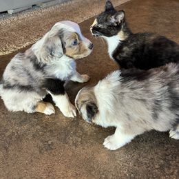 Miniature Australian Shepherd and Toy Australian Shepherd Puppies from T’s Mini and Toy Aussies