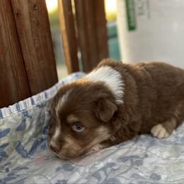 Thor - Red tri-color male Australian Shepherd puppy in Fontana, California from J.O Family Aussies