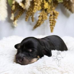 Aspen - Black and cream male Dachshund puppy in Redding, California from Jean & Mae Doxies