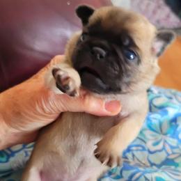 AKC Boy 2 light fawn - Fawn male Pug puppy in Phoenix, Arizona from Pug Place Phoenix