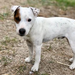 Sampson - Jack Russell Terrier