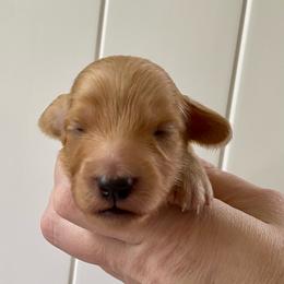 Cider - Red male Dachshund puppy in Wolf Lake, Indiana from Canisteo Dachshunds
