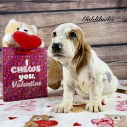 Goldilocks - Mahogany and white female Basset Hound puppy in Dingess, West Virginia from Tuckers' Howling Hounds