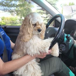 Willow - Cocker Spaniel