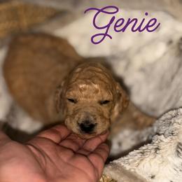 Genie - Apricot female Poodle puppy in Brooksville, Florida from Ariella Standard Poodles & Chinese Cresteds