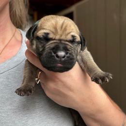 Moss (Emerald Collar) - Reddish brown male Boerboel puppy in Manitowoc, Wisconsin from Mae Boerboel