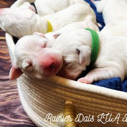 Dalmatian Puppies from Rainier DALS LUA Dalmatians of Washington