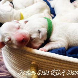 Dalmatian Puppies from Rainier DALS LUA Dalmatians of Washington