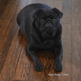 Chloe - Pug